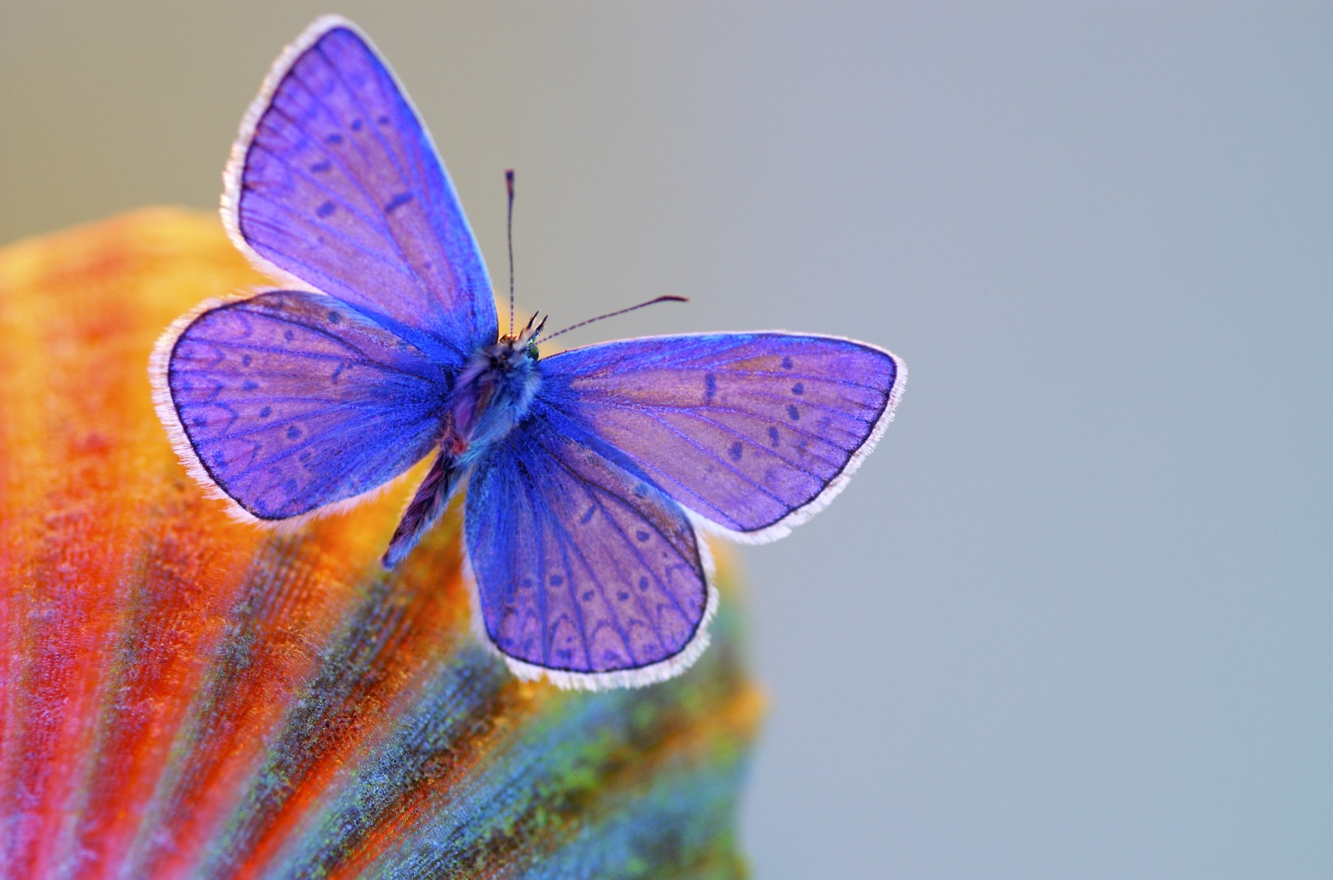 mariposa alas macro fondo gris