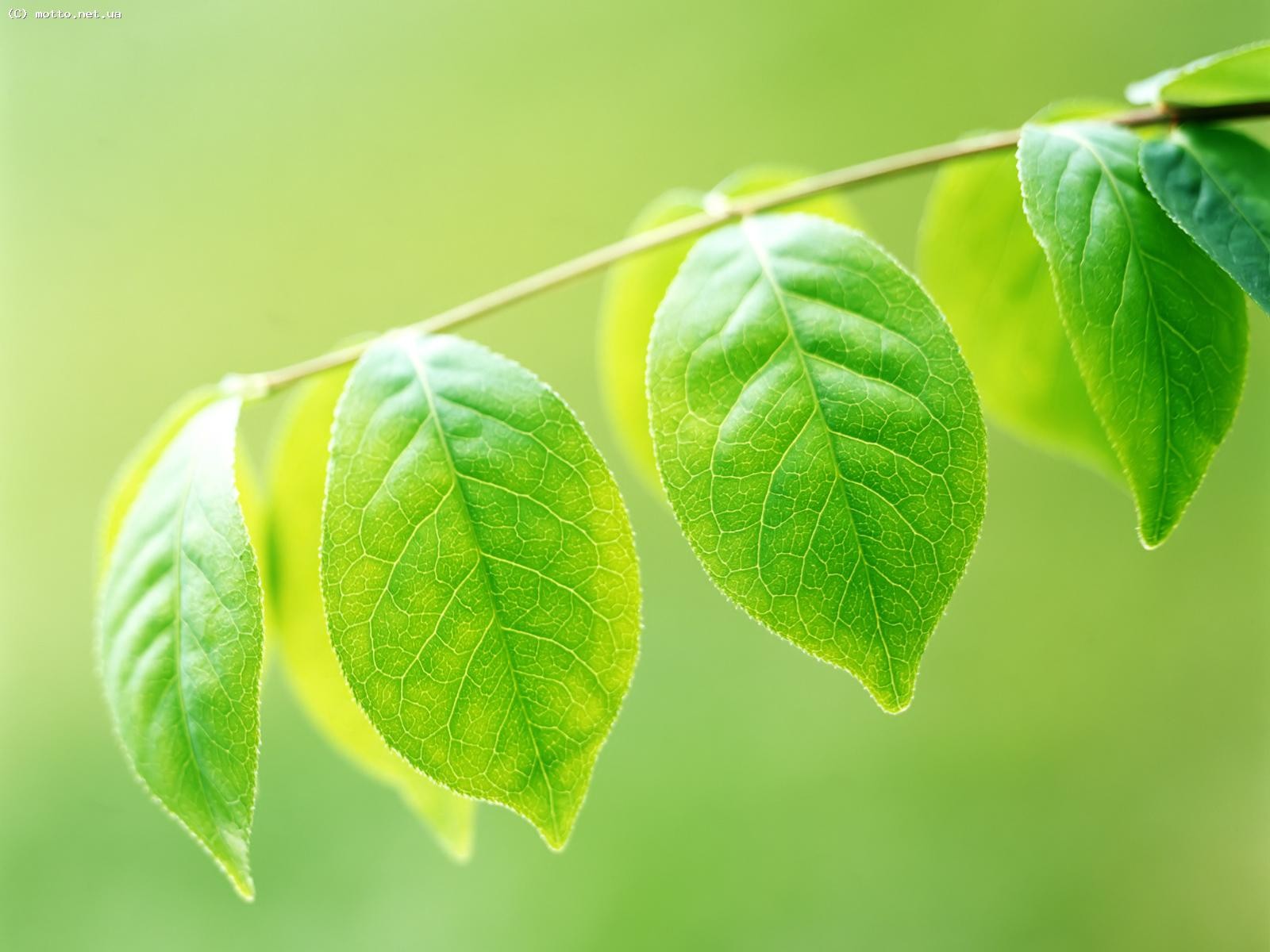 branch leaves green