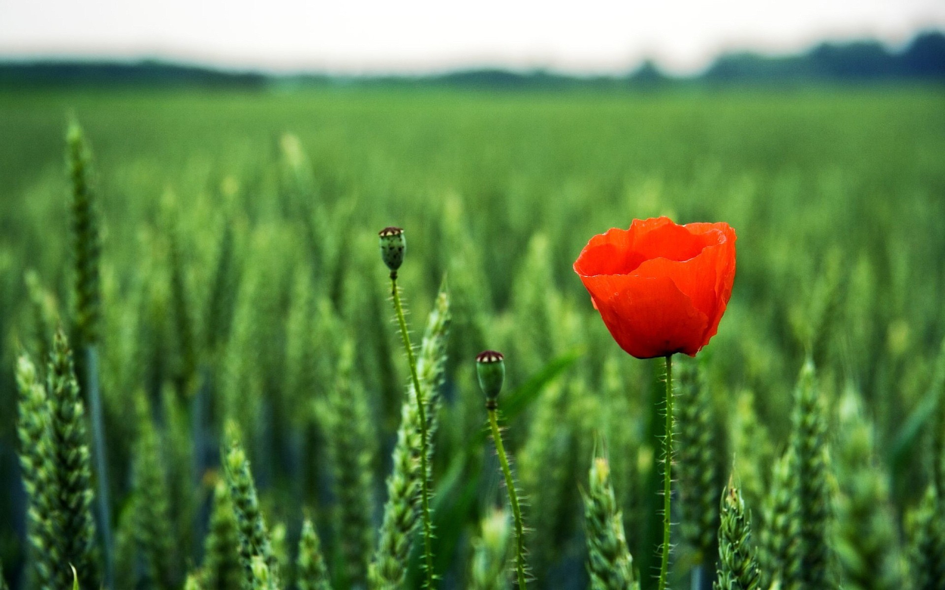 poppy green the field