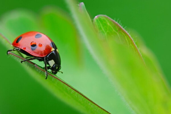 Macro insetti coccinella su una foglia