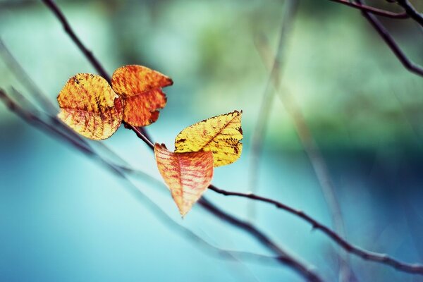 Yellow and red leaves on a branch