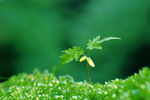 Piccola pianta verde sull erba