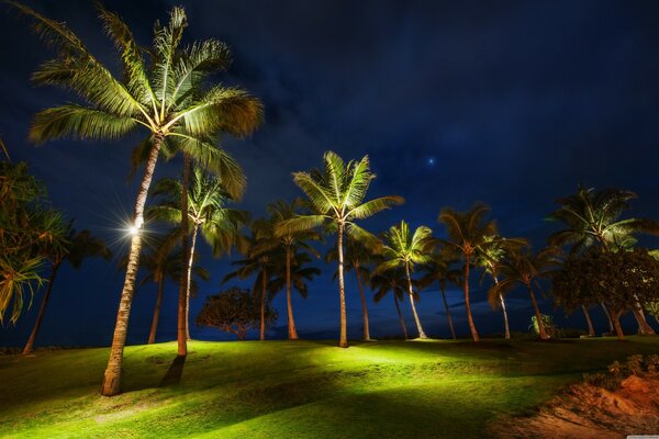 Night grass and palm trees in Hawaii