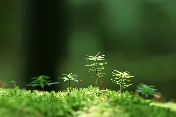 Brotes verdes en el bosque