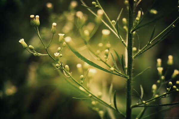 Planta verde con brotes blancos