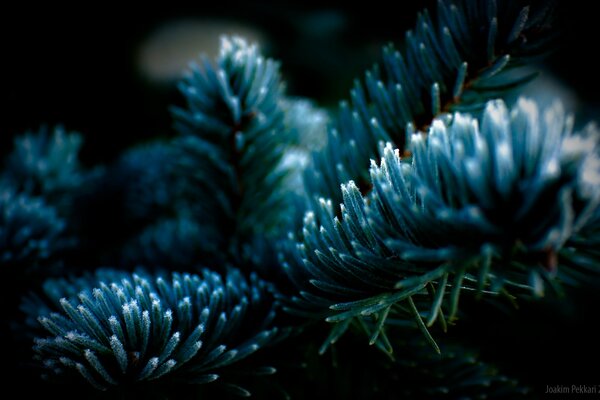 Needles of spruce covered with frost