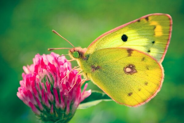 A yellow butterfly sits on a clover