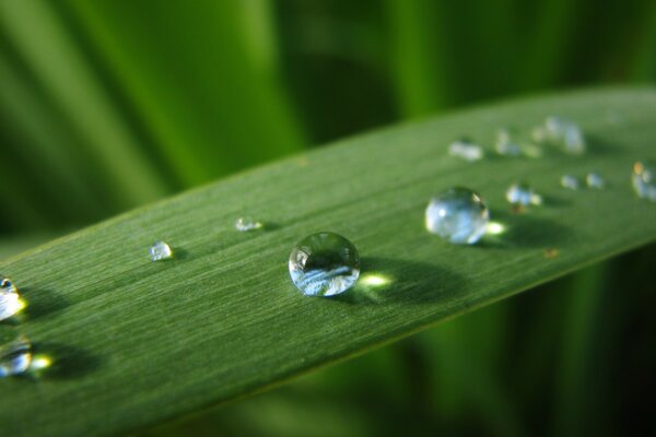 Gotas de rocío en una hoja verde