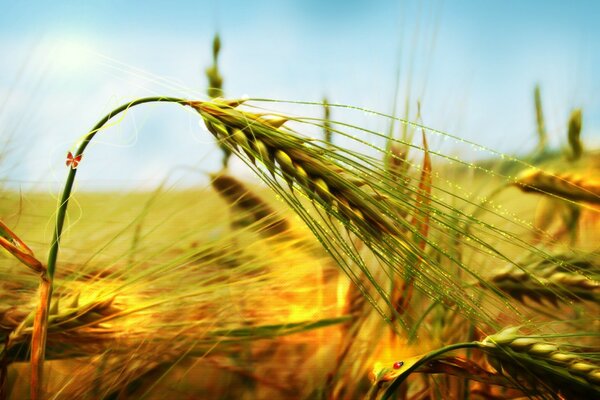 Millet ears future bread