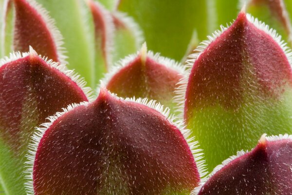 Macro photography of green-brown leaves in nature