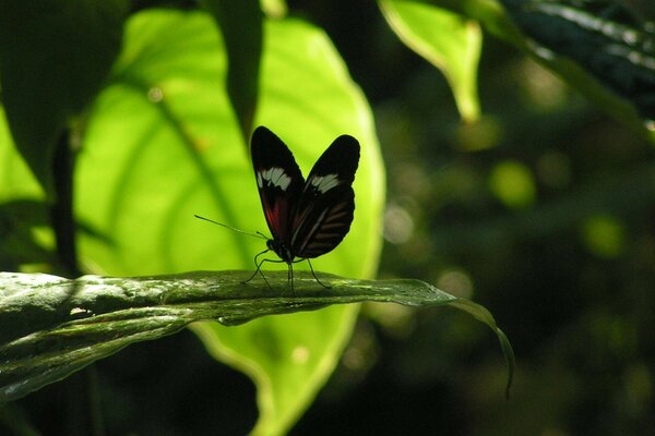 A butterfly sits on a leaf and tries to find food