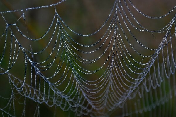 Gotas de agua en la telaraña