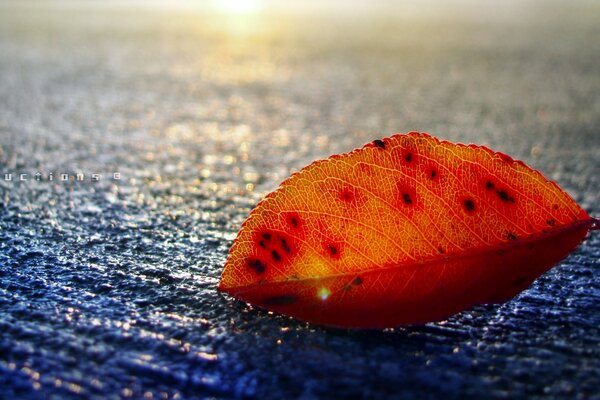 A beautiful leaf on gray asphalt