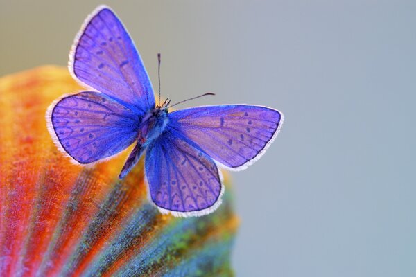 Beau papillon flottant dans le ciel