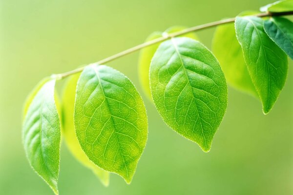 Fresh green twig with leaves