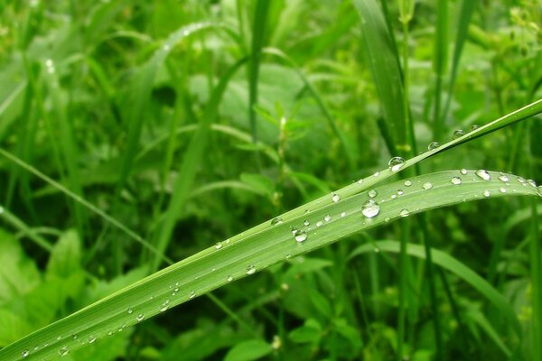 Gouttes de rosée sur l herbe verte