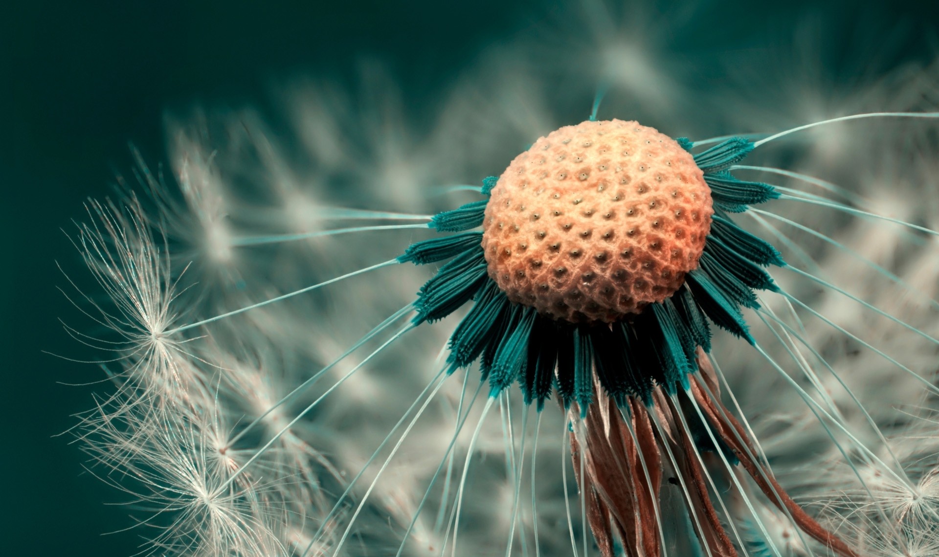 dandelion pooh close up