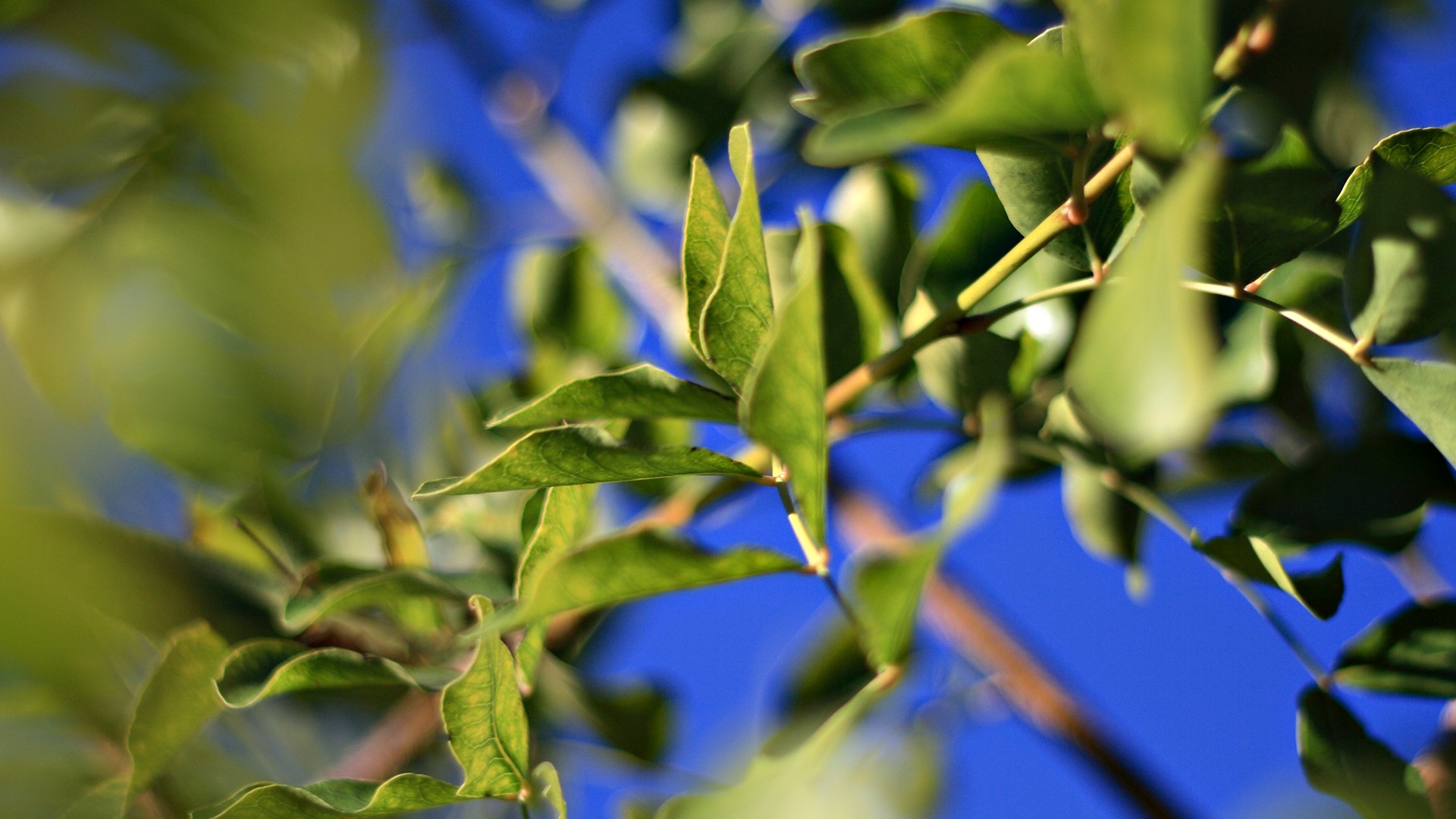 feuilles gros plan ciel