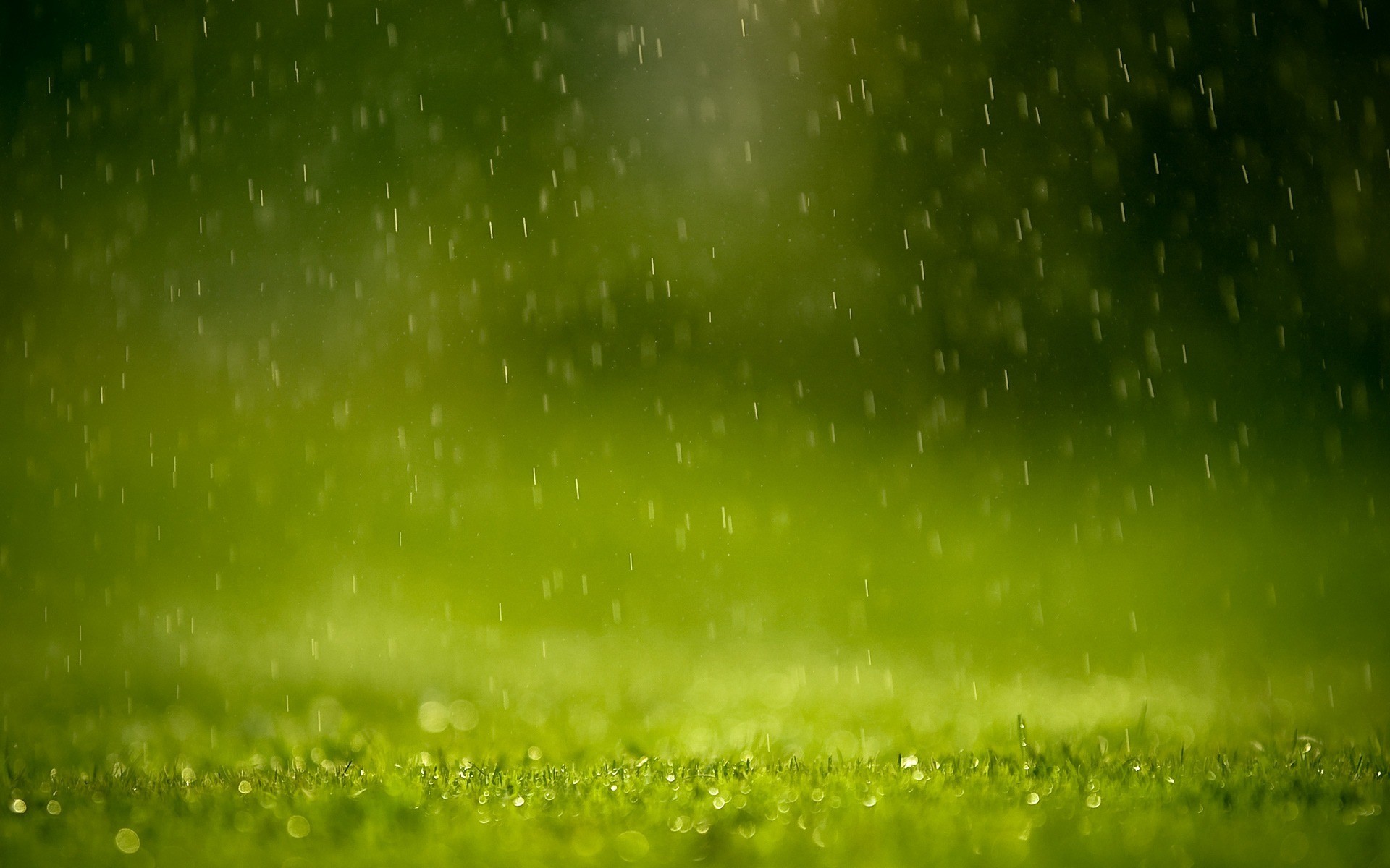 lluvia hierba vegetación gotas salpicaduras