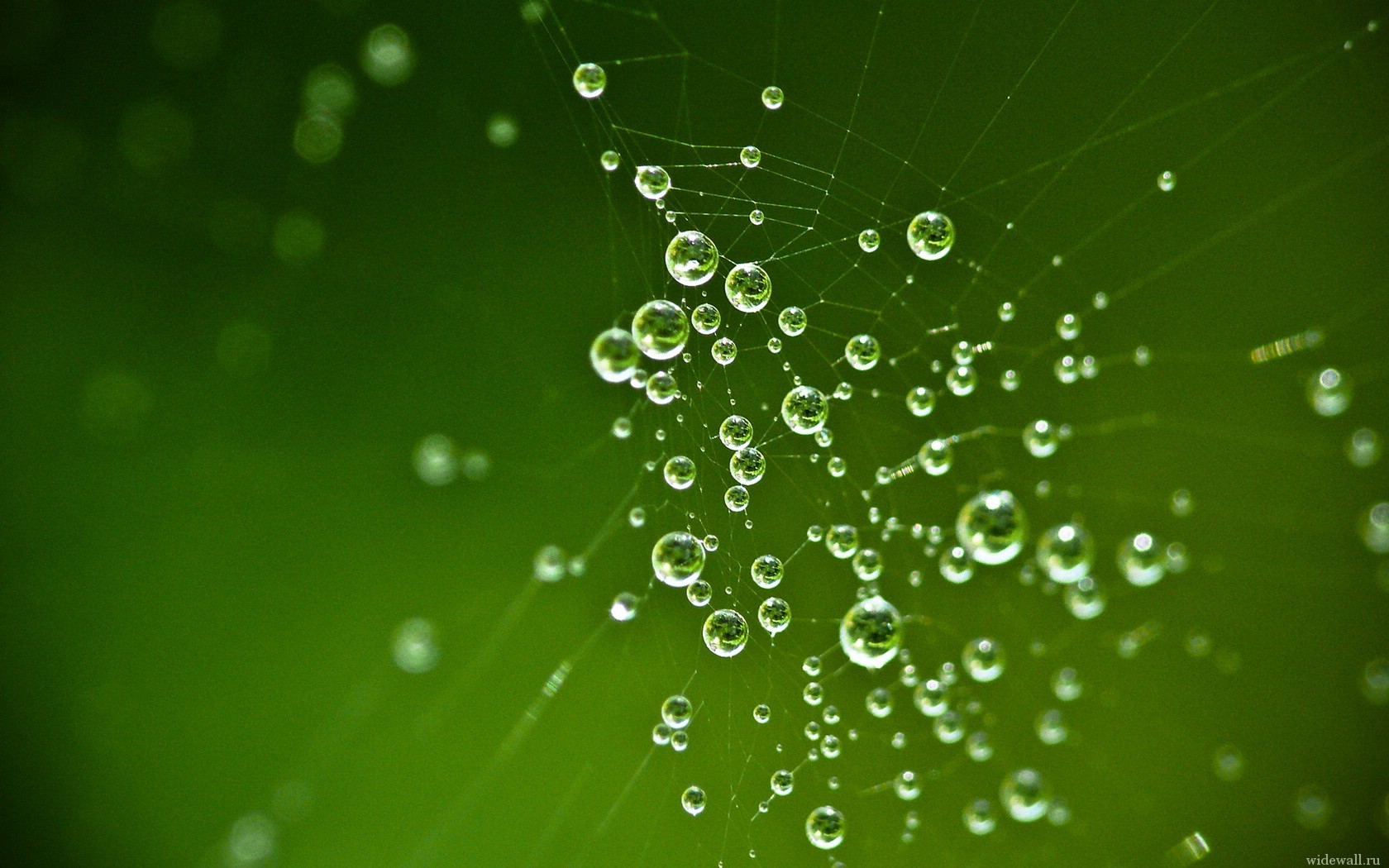 drops web green