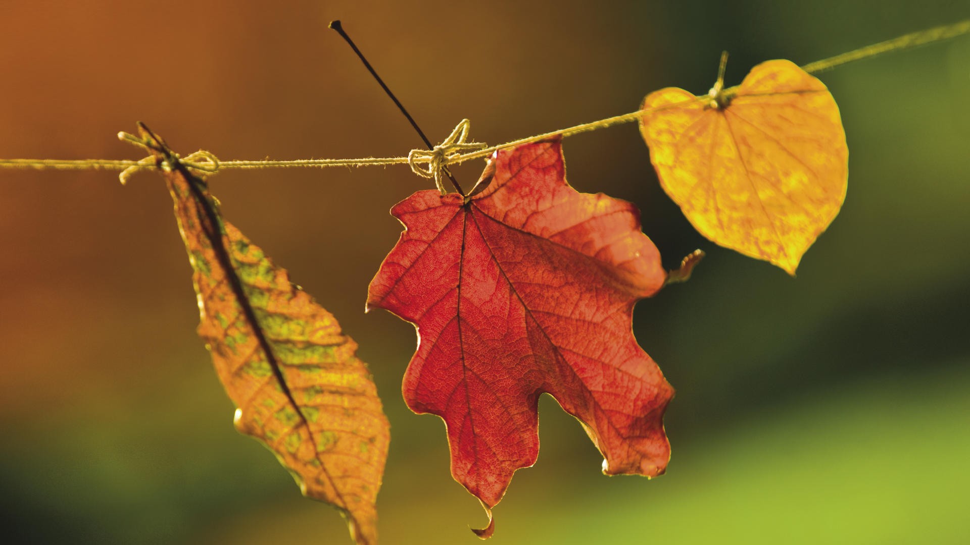 leaves nature landscape