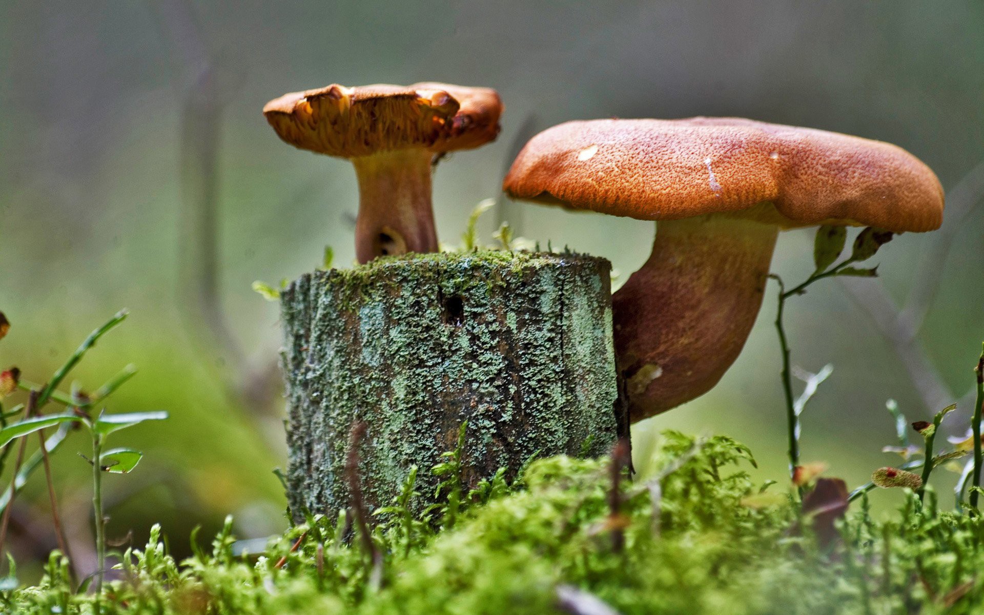 champignons souche mousse herbe