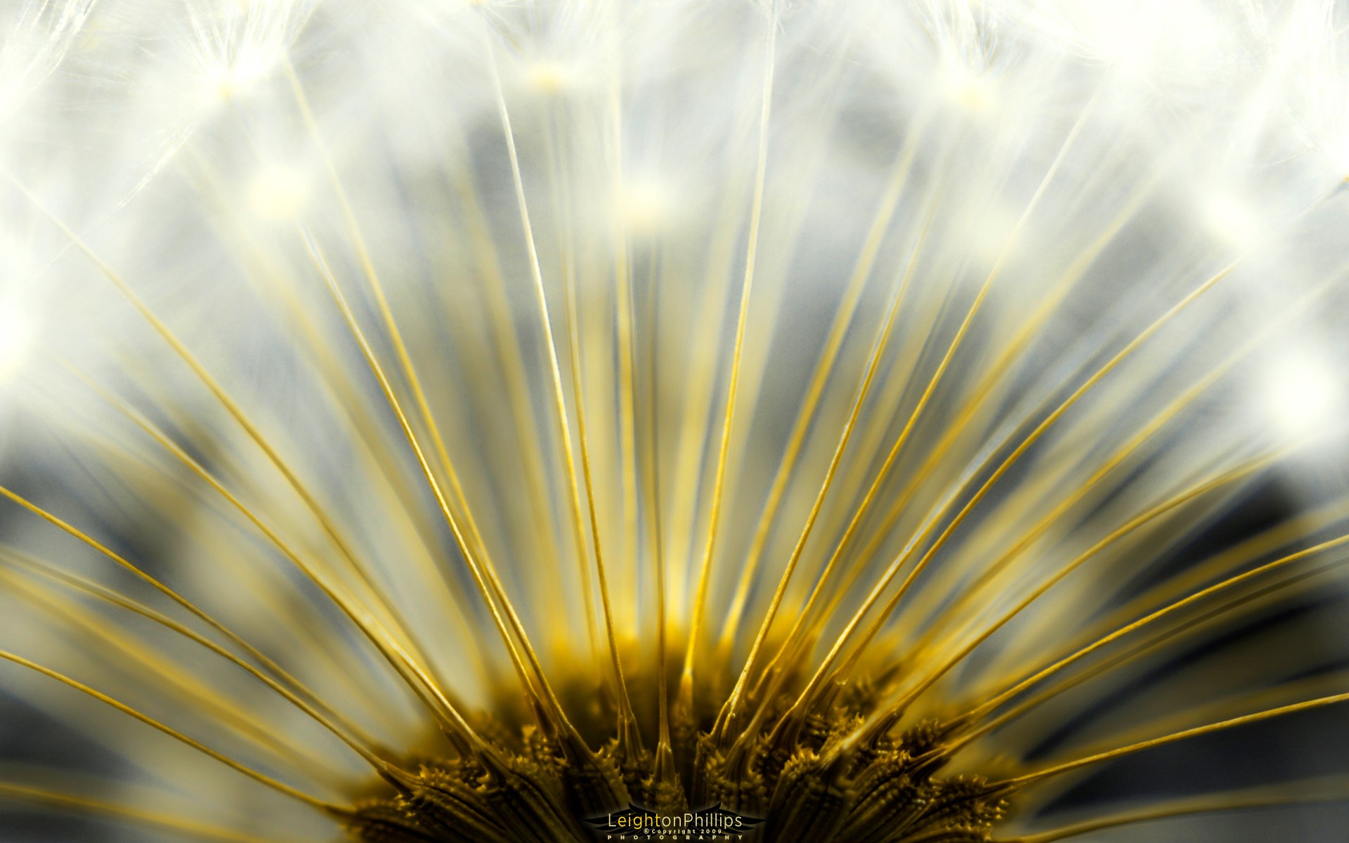 flufenamus löwenzahn sonne