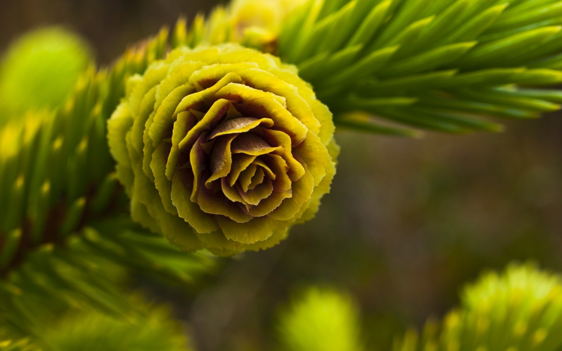 fiore ramo verde aghi