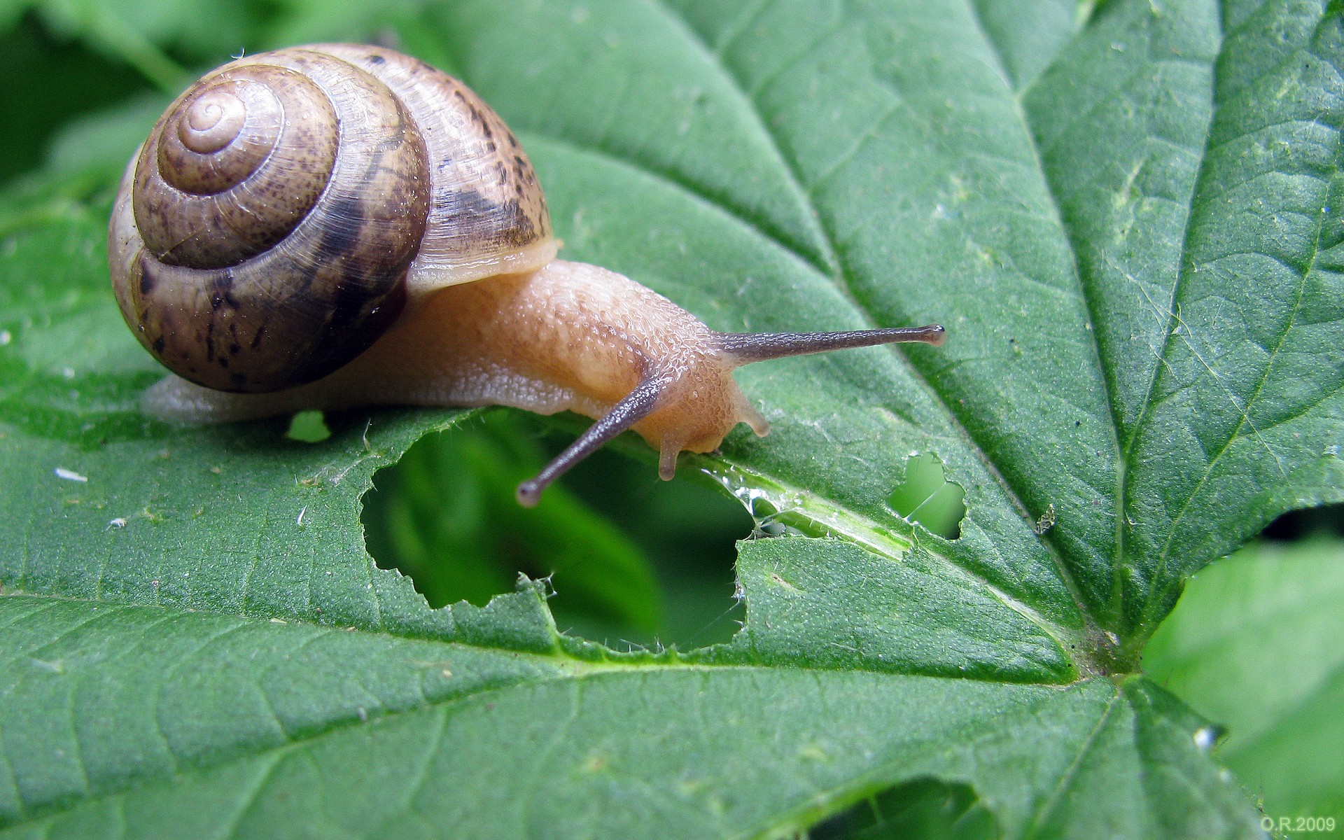 lumaca foglia natura verde erba