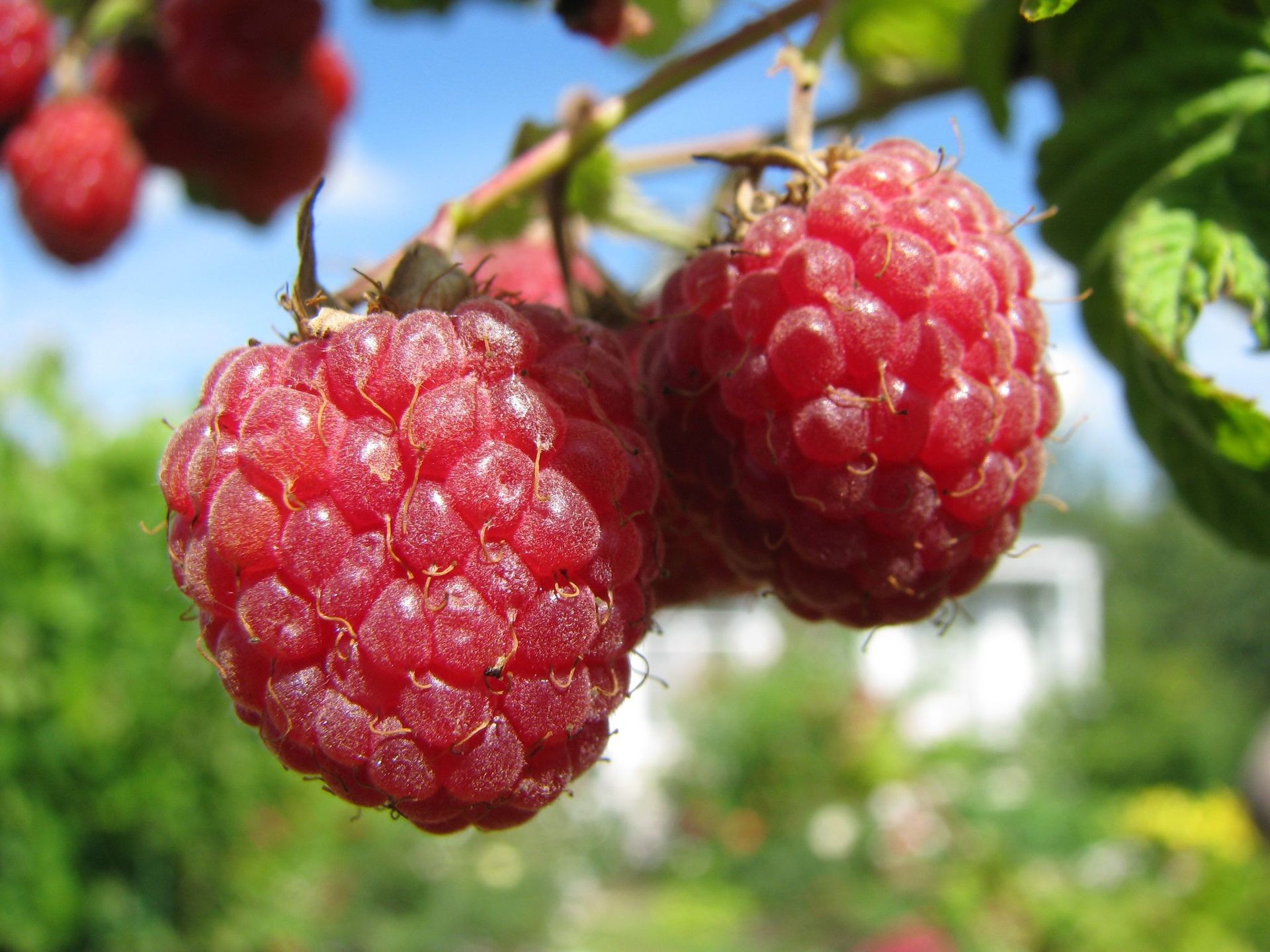 berries raspberry branch