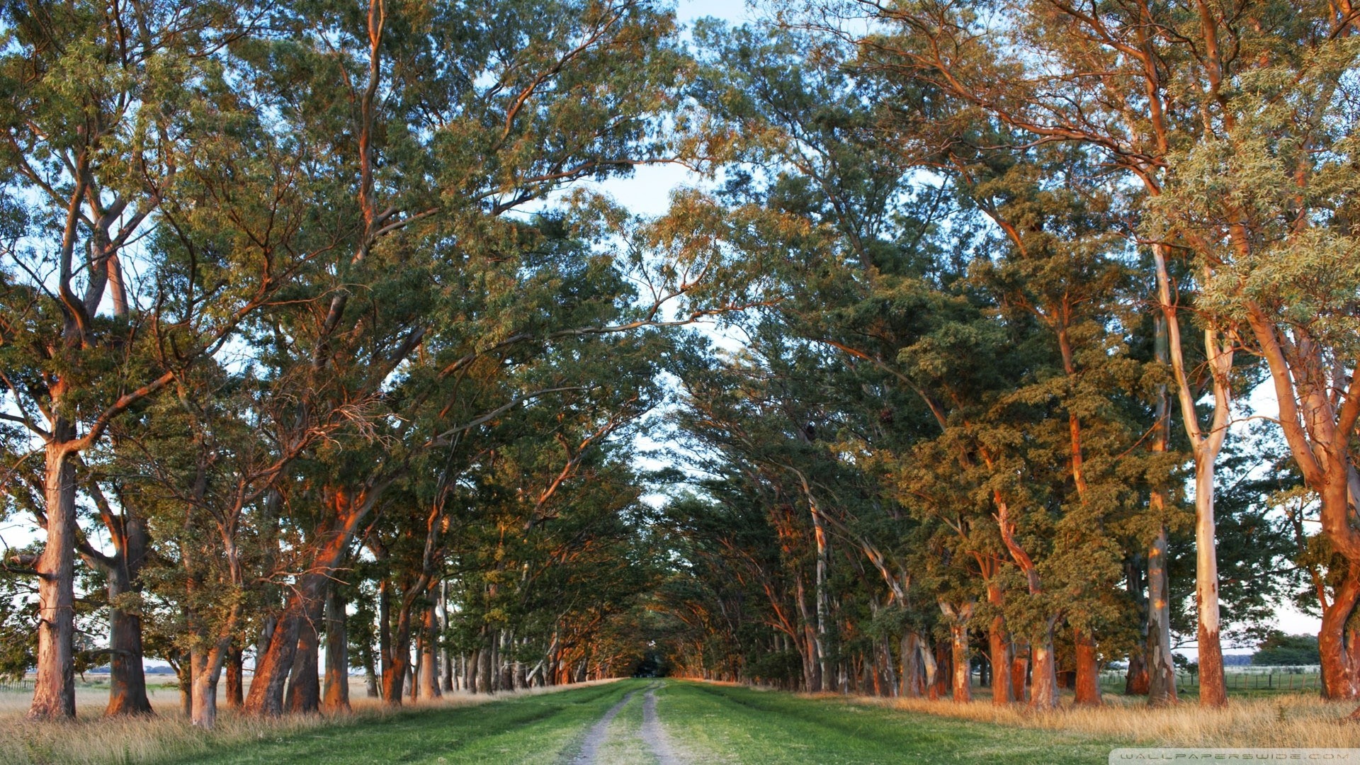 amanecer camino camino naturaleza palmeras argentina