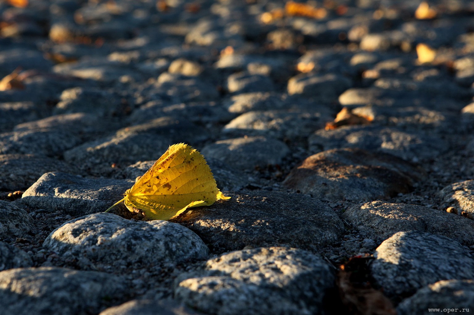 hoja otoño adoquines pavimento