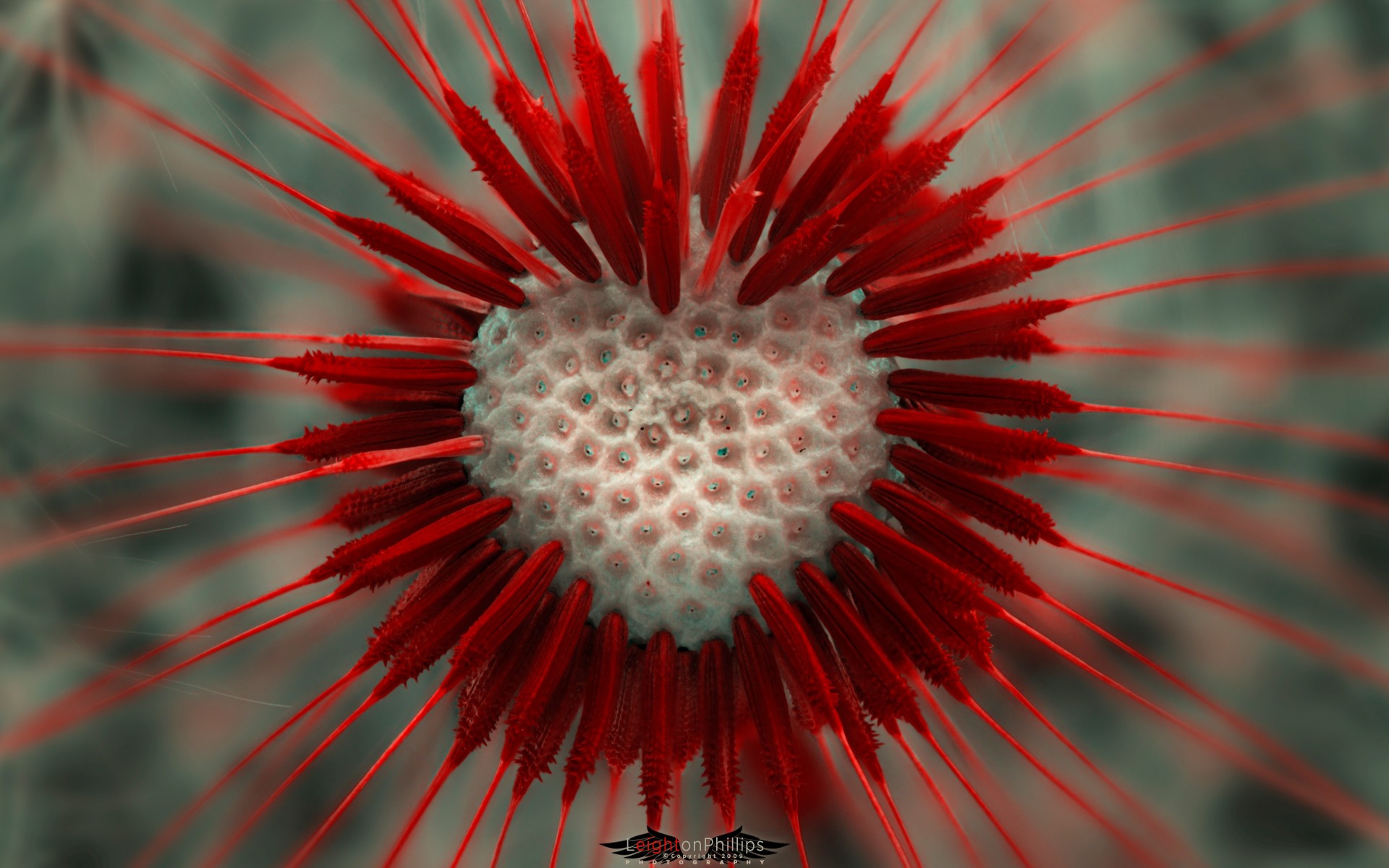 lion heart dandelion heart