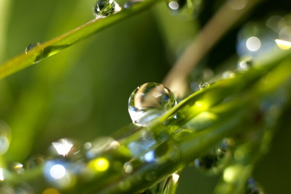 A drop of dew on the green grass