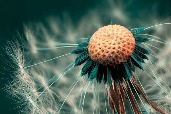 Fluff flew off a dandelion with a red head