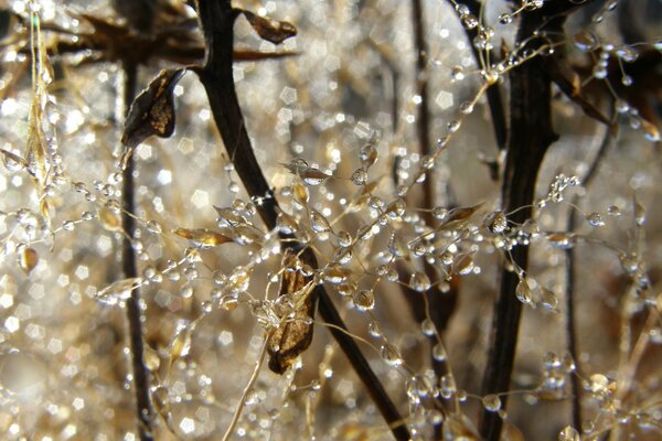 Gotas de rocío matutino en las plantas