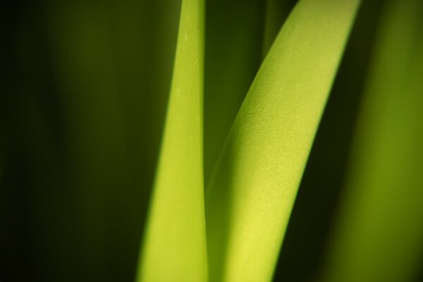 Fond d écran plante feuille