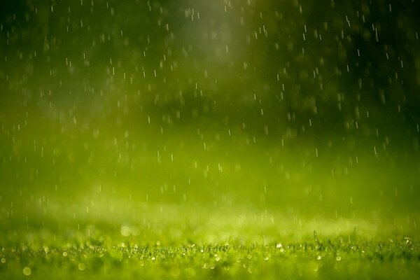 Gouttes d herbe verte pluie