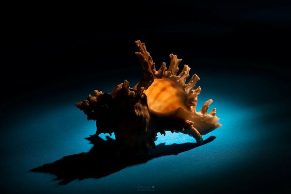 Unusual seashell on a blue background