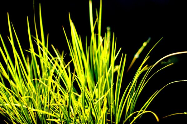 Green grass on a black background