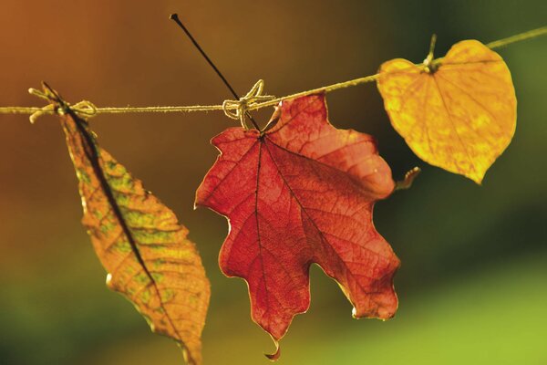 Feuilles d automne sur une corde