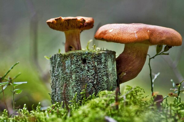 Funghi su canapa di muschio