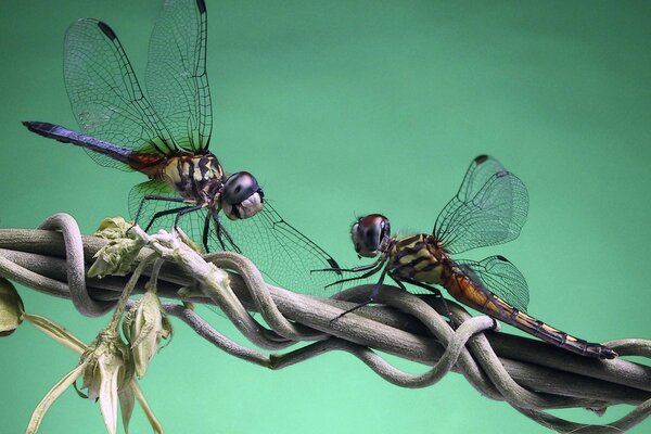 Two dragonflies on a branch are having conversations