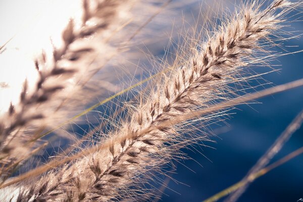 Ährchen auf blauem Himmel Hintergrund