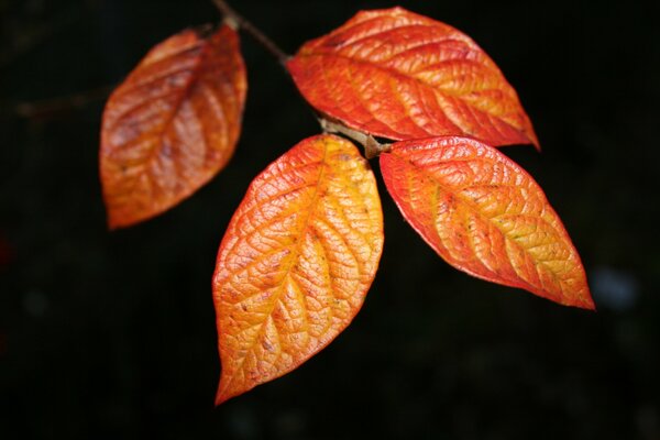 Crimson leaves of an autumn day