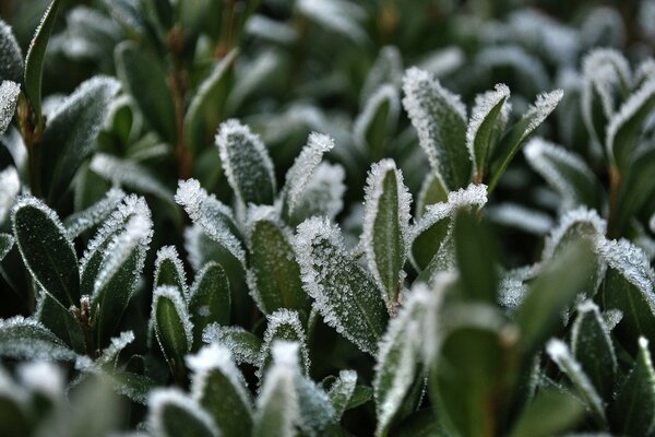 Herbe verte recouverte de givre