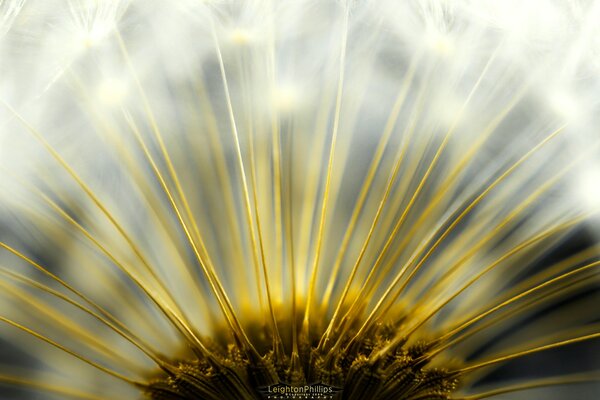 Macro dandelion in detail