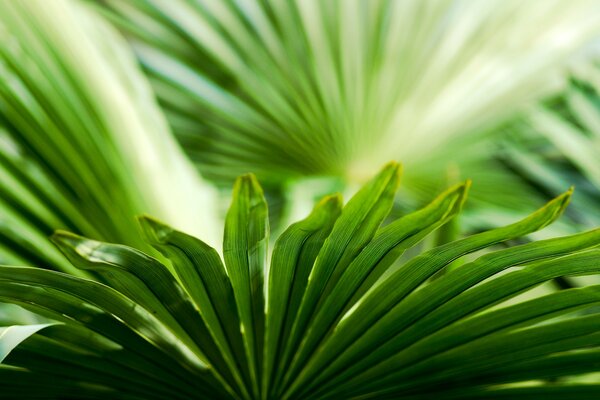 Hojas brillantes de la planta verde