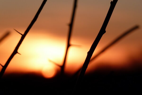 Ramas espinosas al atardecer