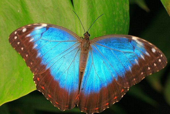 Farfalla blu su foglia verde